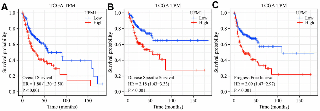 Elevated UFM1 expression levels associated with dismal prognosis in OSCC patients based on the data of TPM type in TCGA database. (A) OS; (B) DSS; (C) PFI. Note: OSCC, oral squamous cell carcinoma; TPM, transcripts per million; OS, overall survival; DSS, disease-specific survival; PFI, progression-free interval; TCGA, The Cancer Genome Atlas.