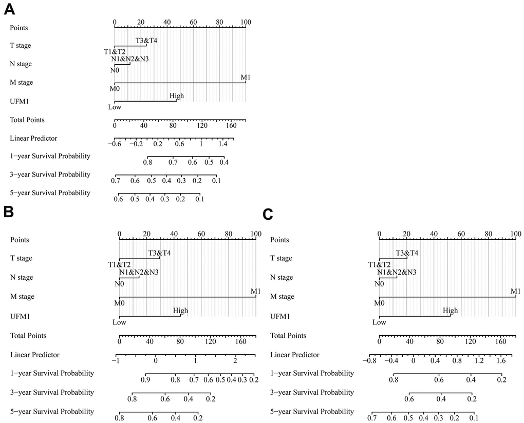 The OS, DSS and PFI-related nomograms based on the T, N, and M stages and UFM1 expression based on the data of TPM type in TCGA database. (A) OS; (B) DSS; (C) PFI. Note: OS, overall survival; DSS, disease-specific survival; PFI, progression-free interval; TPM, transcripts per million; TCGA, The Cancer Genome Atlas.