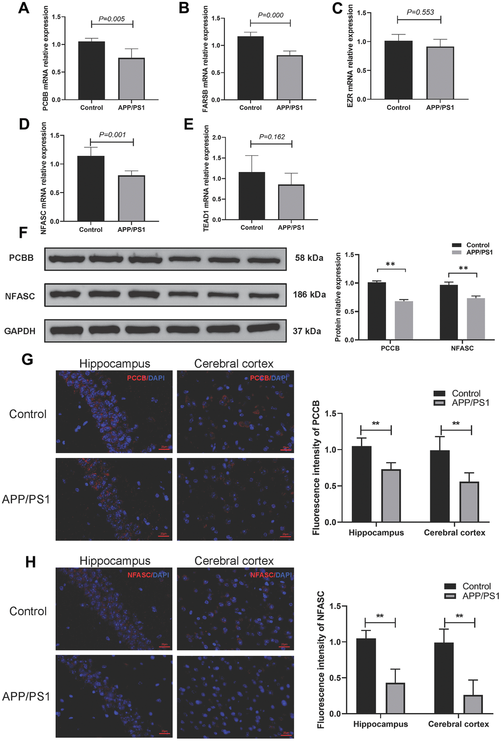 Validation of 5 gene markers in APP/PS1 mice. (A–E) qPCR to determine the mRNA expression of PCBB (A), FARSB (B), EZR (C), NFASC (D), and TEAD1 (E). (F) Western blotting to determine the protein expression levels of PCCB and NFASC. (G, H) Immunofluorescence to assess the expression of PCCB (G) and NFASC (H) in the hippocampus and cerebral cortex.