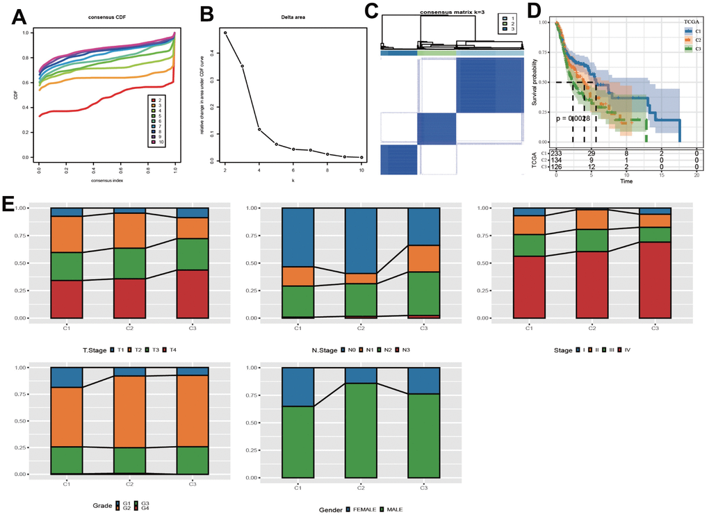 Identification of molecular subpopulations based on CNV data. (A) CDF curve of samples at different k values in the TCGA cohort. (B) CDF Delta area curves. (C) Heatmap of clustering result when k=3. (D) Kaplan-Meier analysis. (E) The distribution of clinical features in 3 clusters.