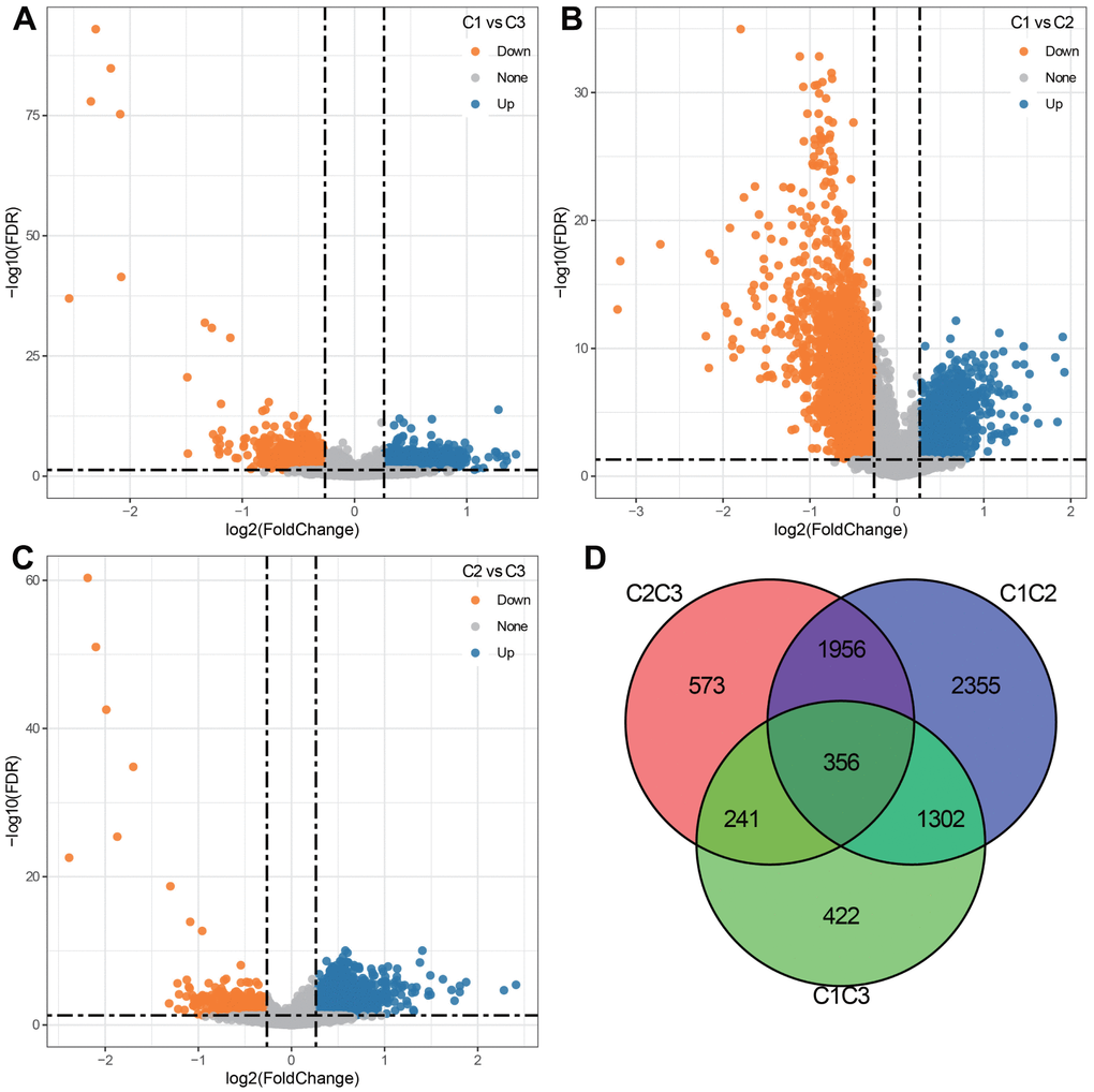 Differentially expressed genes (DEGs) among 3 clusters. (A) Volcano plot depicting DEGs between C1 and C3 groups (920 up-regulated and 1401 down-regulated). (B) Volcano plot depicting DEGs between C1 and C2 groups (1075 up-regulated and 4894 down-regulated). (C) Volcano plot depicting DEGs between C2 and C3 groups (2699 up-regulated and 427 down-regulated). (D) Venn diagram describing the intersection of DEGs among 3 clusters.