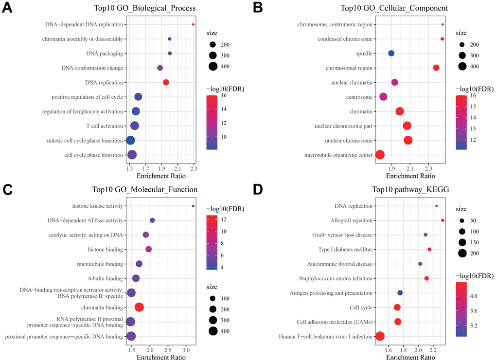 Pathway enrichment analysis of DEGs. Bubble diagram showing the top 10 enriched (A) Biological Processes, (B) Cellular Components, (C) Molecular Functions in GO annotation, and (D) KEGG pathways enriched by DEGs.