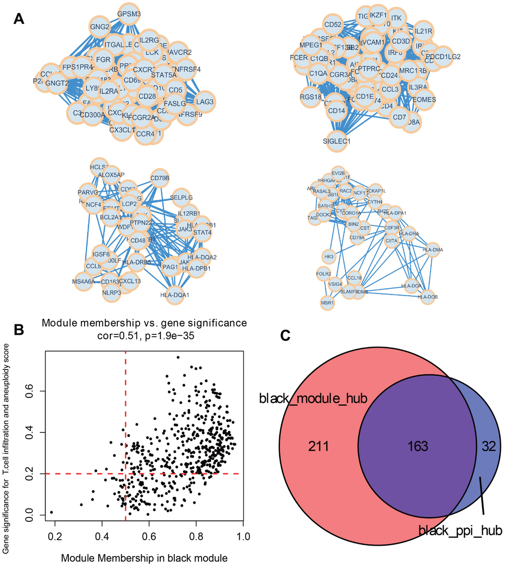 Identify key module hub genes based on black module and PPI network. (A) Four key protein groups of PPI interaction network constructed by genes in black module. (B) Scatter diagram for module membership vs. gene significance concerning immune infiltrating cells and aneuploidy score in the black module. (C) Venn diagram displaying the intersection of hub genes in the black module.