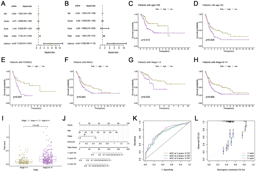 Development and evaluation of nomogram. (A, B) Univariate and multivariate analyses of ARG