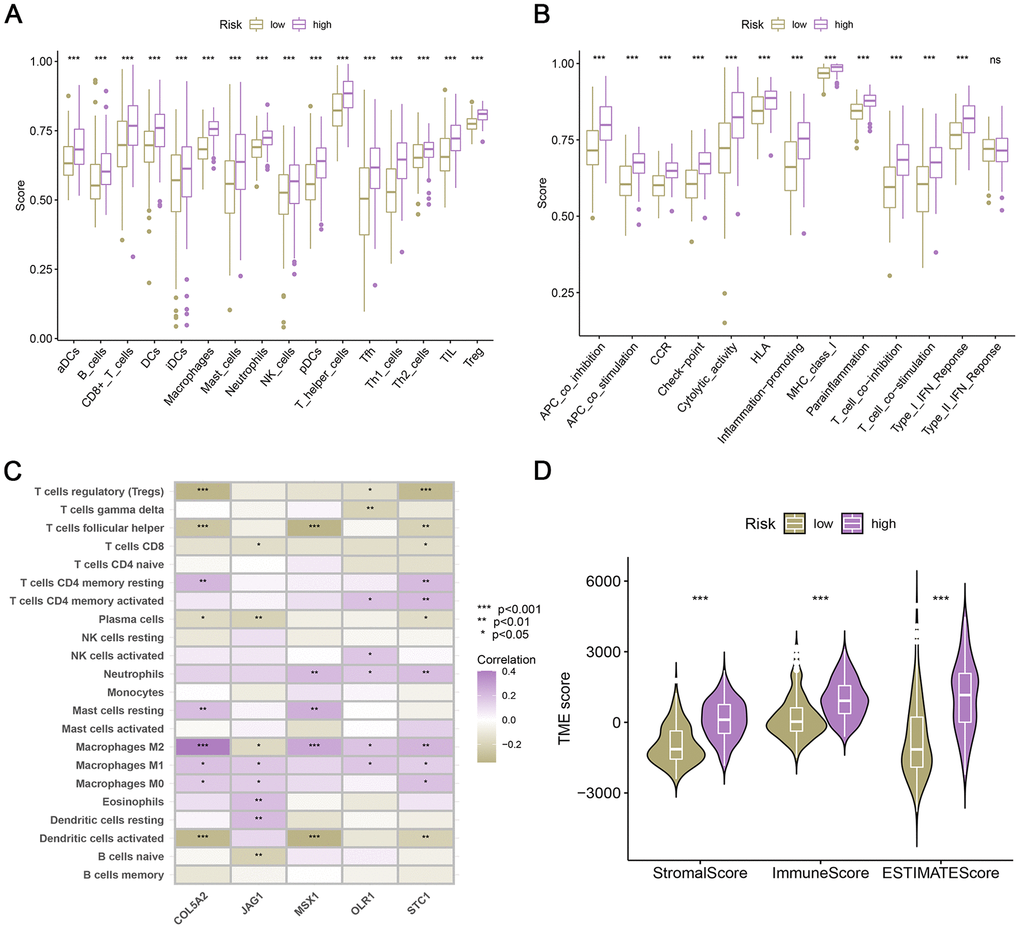 Relationship between risk score and human immunity. (A) The ratio of TIICs in two risk groups. (B) Immune-related function in two risk groups. (C) Correlation between the 5 ARGs of the model and immune infiltrating cells. (D) Differences of TME scores in low- and high-risk patients.