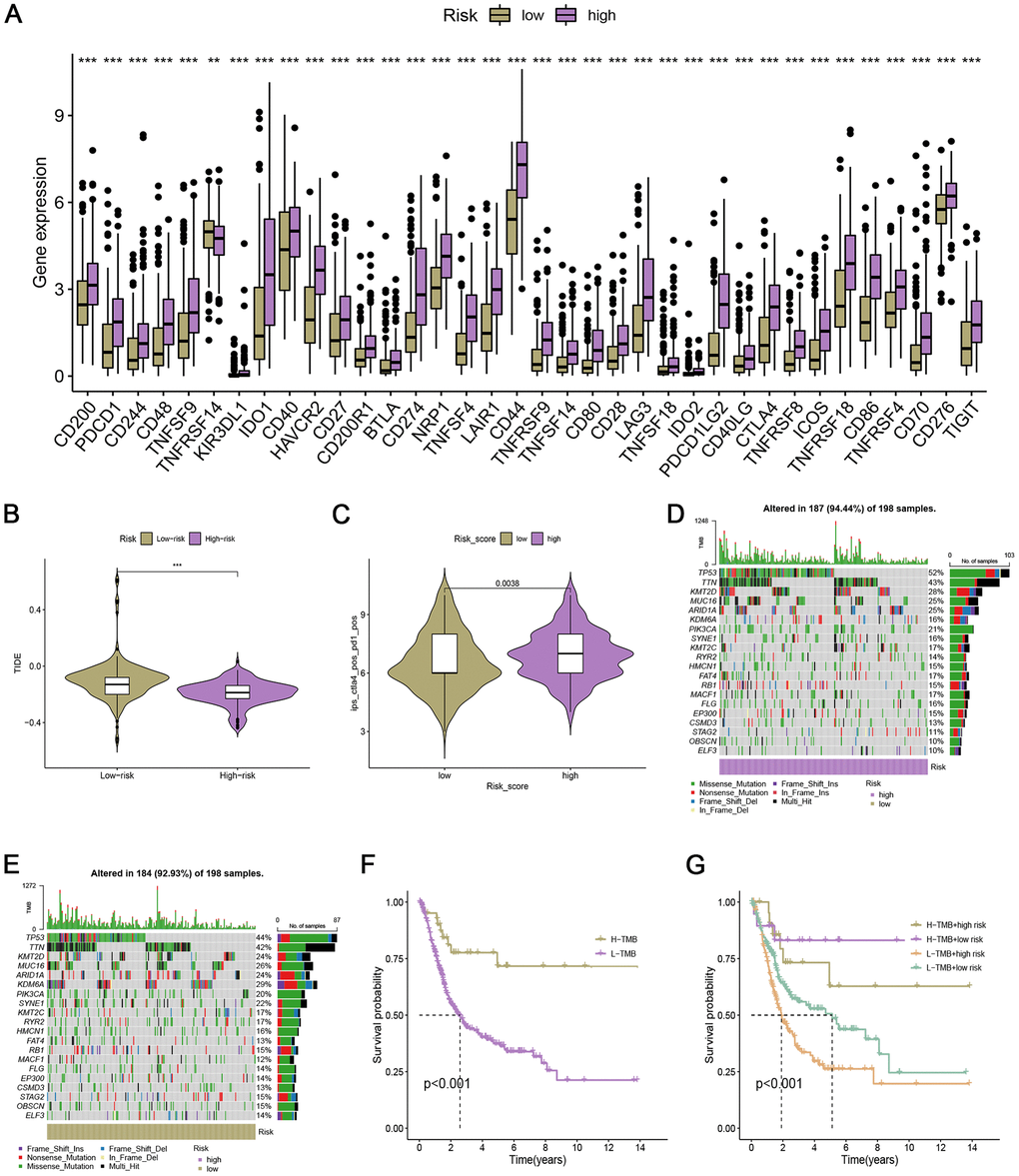 Immunotherapy response in low- and high-risk bladder cancer. (A) Box plot of the relationship between risk score and immune checkpoints. (B) TIDE score in the low- and high-risk bladder cancer. (C) IPS of low- and high-risk groups in CTLA4+ PD1+ subgroup. (D, E) The genomic mutation rate in the high- and low-risk groups. (F) Kaplan-Meier survival analysis of OS in H-TMB and L-TMB groups. (G) Survival analysis of TMB combined with the risk score.