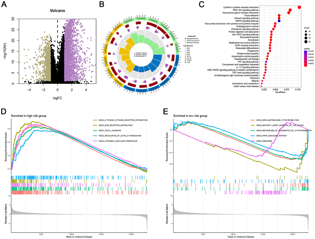 Putative biological function associated ARG signature. (A) Volcano plot of DEGs based on the risk score. (B) GO enrichment analysis of DEGs. (C) KEGG pathway enrichment analysis of DEGs. (D, E) GSEA between high- and low-risk groups.