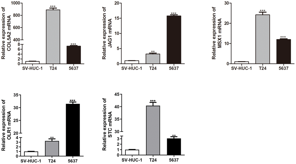 qRT-PCR analysis of COL5A2, JAG1, MSX1, OLR1, and STC mRNA levels in the human normal bladder epithelial cell line (SV-HUC-1) and bladder cancer cell lines (T24 and 5637).