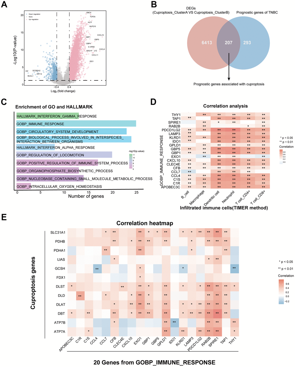 Identification of cuproptosis and immune-related genes in TNBC. (A) Volcano plot exhibiting the differentially expressed genes (DEGs) between the two cuproptosis clusters. (B) Screening 207 prognosis DEGs through the intersection of DEGs and prognostic genes in TNBC. (C) Enrichment analysis with GO and HALLMARK pathways based on 207 prognosis DEGs. (D) Identification of 20 prognostic DEGs associated with GO