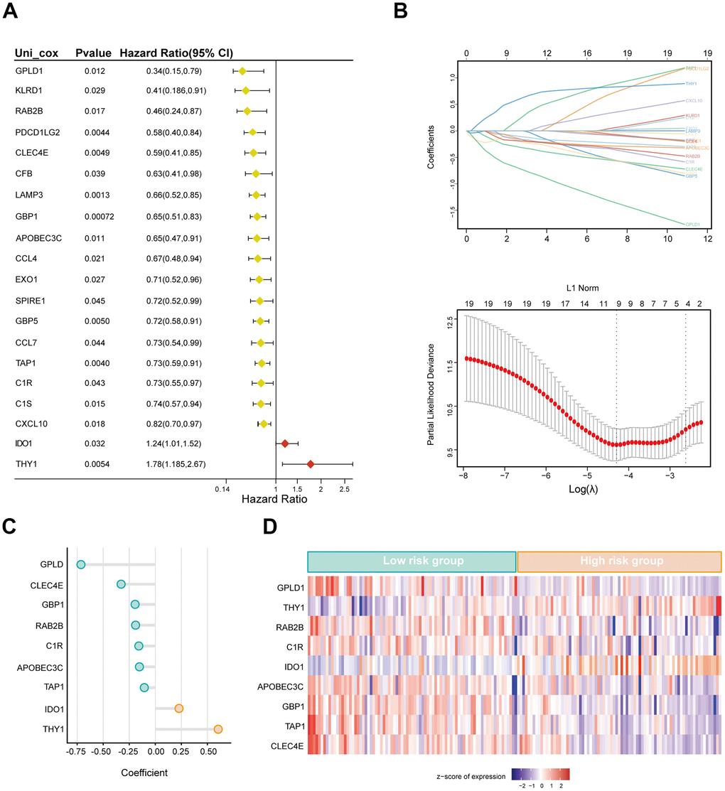 Construction of cuproptosis-related immune signature (CIS) based on the LASSO-Cox model. (A) Forest plot of hazard ratios manifesting the prognostic values of cuproptosis-related immune genes. (B) LASSO-Cox regression analysis for variable selection and construction of signature for TNBC. (C) The corresponding coefficient of nine selected genes. (D) The expression profile of nine selected genes in high- and low-risk group.