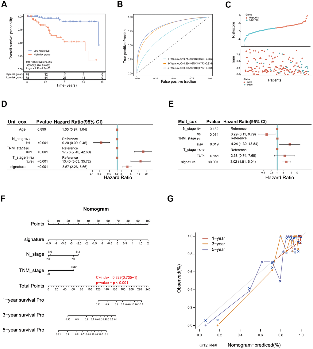 The clinical significance of cuproptosis-related immune signature in TNBC. (A) The Kaplan-Merier curves for overall survival of low- and high-risk groups. (B) The ROC curves of CIS for predicting 1-, 3-, and 5-year overall survival in the TGCA-TNBC cohort. (C) The distribution of TNBC patients according to CIS score and survival status. (D, E) Univariate Cox analysis (D) and, multivariate Cox analysis (E) of clinical factors and CIS score in TCGA cohort. (F) Construction of nomogram for predicting 1-, 3-, and 5-year overall survival of TNBC patients. (G) Calibration curves of the nomogram for predicting the probability of OS at 1-, 3-, and 5-years survival in the TCGA cohort.