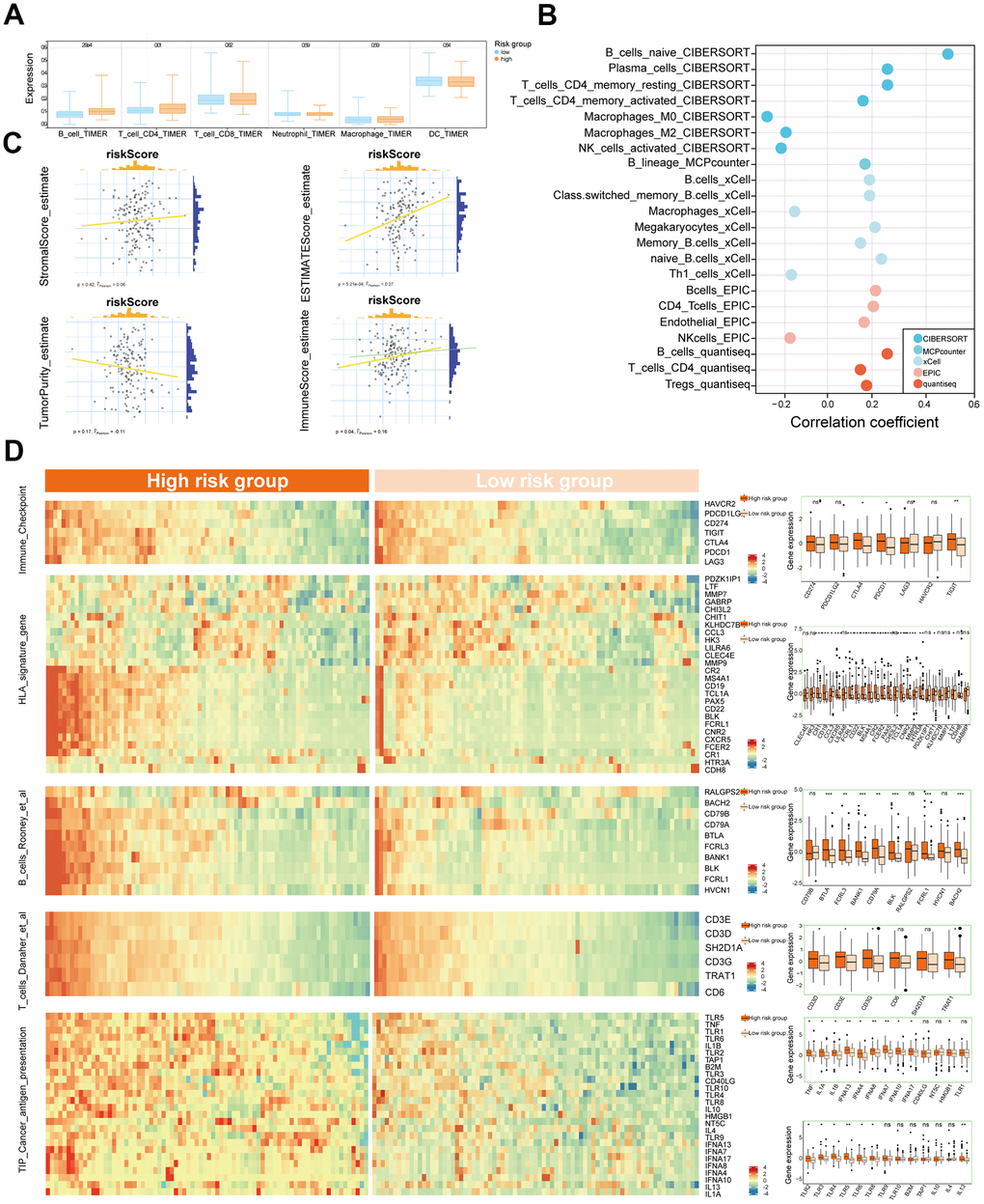 Association between CIS and tumor immune microenvironment. (A) The boxplot of the immune cell infiltration in low- and high-risk groups depending on TIMER estimation. (B) The significant correlation between immune cells and CIS score in CIBERSORT, MCPcounter, xCell, EPIC, and quantiseq analyses. (C) Comparison of the expression of genes from the signatures of Immune