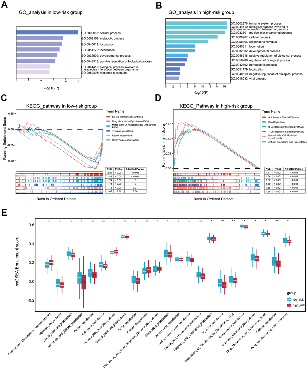 Functional analyses for patients in two risk groups. (A) GO analysis based on differentially expressed genes in low-risk samples. (B) GO analysis based on differentially expressed genes in high-risk samples. (C) Identifying KEGG pathways significantly enriched in the low-risk samples by GSEA. (D) Identifying KEGG pathways significantly enriched in the high-risk samples by GSEA. (E) Comparing the scores of signatures relating to tumor metabolism between low- and high-risk groups. (*P