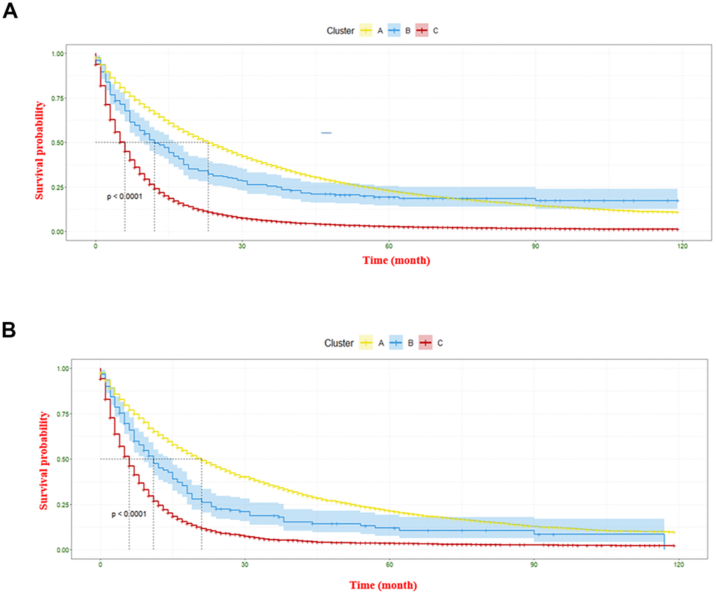 The Kaplan-Meier curve displaying survival differences of three clusters. (A) denotes the information gathered from the construction cohort, and (B) represents the information regarding the validation cohort.