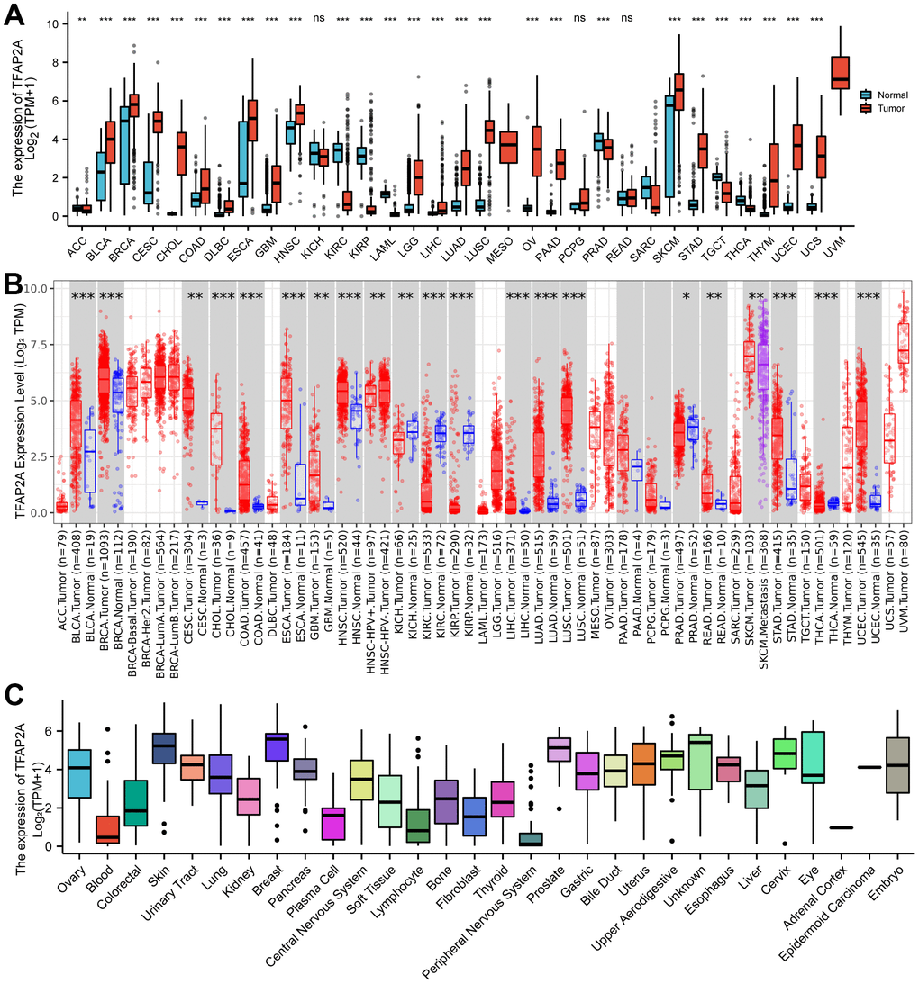 Different expression of TFAP2A. (A) Different Expression of TFAP2A. (A) Differential TFAP2A mRNA expression between unpaired TCGA cancers and GTEX normal tissues; Red columns: cancer samples; Blue columns: normal samples; (B) The TFAP2A mRNA expression in 33 cancer types from TIMER database; (C) TFAP2A mRNA expression in different cancer cell lines from CCLE database; *p 