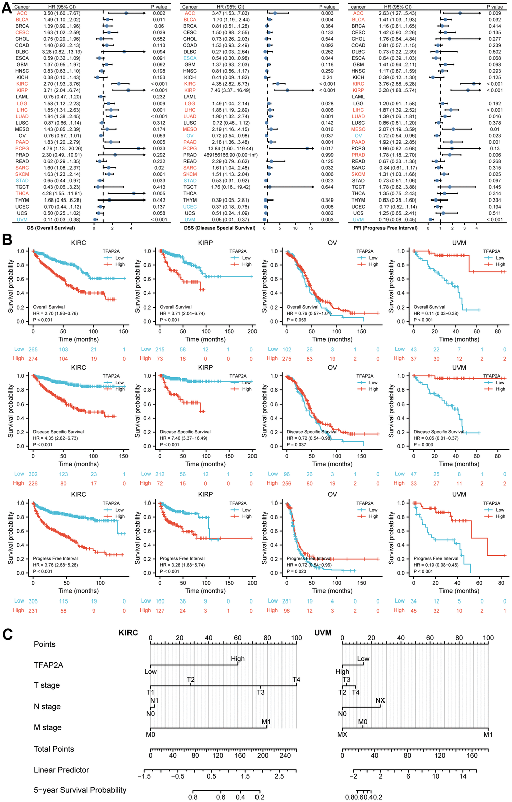 Prognosis analysis of TFAP2A in different cancer types. (A) Correlation between TFAP2A expression and OS, DSS, PFI analyzed by Cox regression respectively. HR > 1 represents high-risk cancer type and HR B) Kaplan-Meier survival curve of KIRC, KIRP, OV, UVM with high and low TFAP2A expression. (C) Nomogram predicting 5-year survival probability for KIRC and UVM.