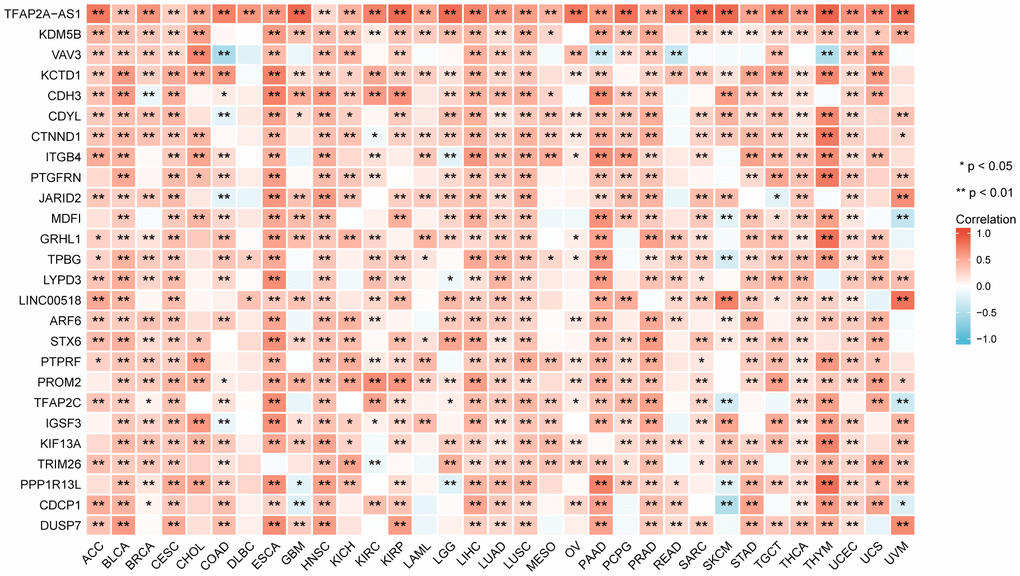 The relationship between TFAP2A expression and co-expressed genes in pan-cancer (the most relevant 26 genes).