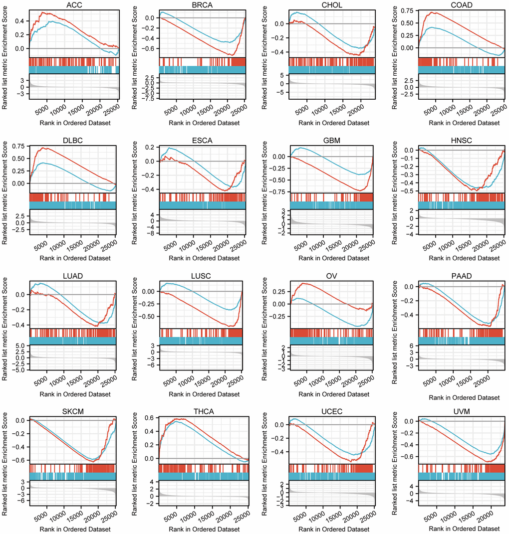 GSEA of differential genes in high and low TFAP2A expression group. Enrichment pathways in ACC, BRCA, CHOL, COAD, DLBC, ESCA, GBM, HNSC, LUAD, LUSC, OV, PAAD, SKCM, THCA, UCEC, UVM. The blue curve represents “REACTOME