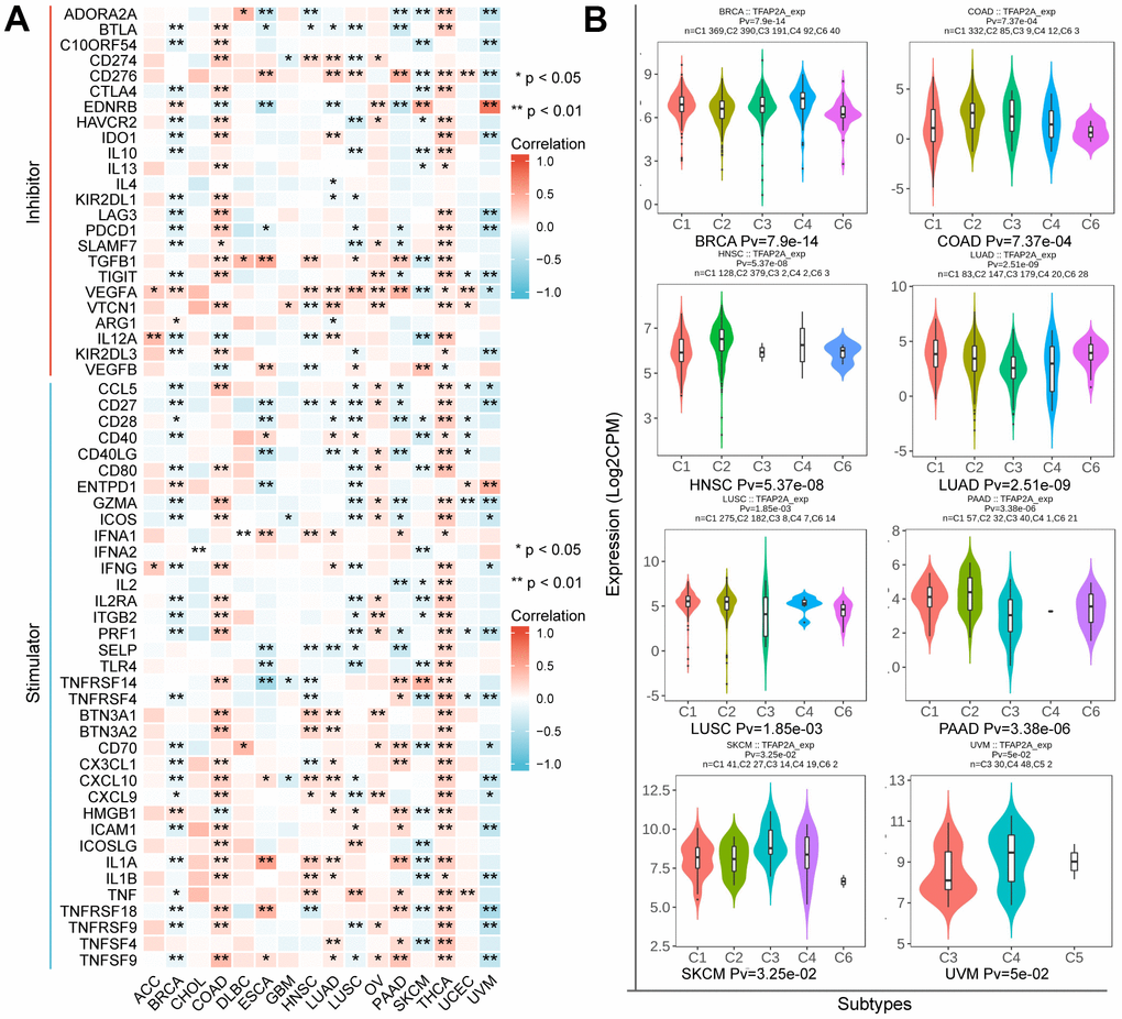 The relationship between TFAP2A expression and immune characteristics. (A) Co-expression analysis of TFAP2A with ICP genes in ACC, BRCA, CHOL, COAD, DLBC, ESCA, GBM, HNSC, LUAD, LUSC, OV, PAAD, SKCM, THCA, UCEC, UVM; (B) Analysis of TFAP2A expression with immune subtypes in BRCA, COAD, HNSC, LUAD, LUSC, PAAD, SKCM, UVM.