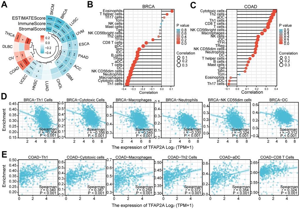 The relationship between TFAP2A expression and infiltrating immune cells. (A) The ESTIMATEScore, ImmuneScore and StromalScore in ACC, BRCA, CHOL, COAD, DLBC, ESCA, GBM, HNSC, LUAD, LUSC, OV, PAAD, SKCM, THCA, UCEC, UVM; (B, C) Lollipop chart examining the correlation of TFAP2A with immune cell infiltration in (B) BRCA and (C) COAD; (D, E) Scatter diagram illustrated the relationship between TFAP2A expression and infiltrating immune cells in (D) BRCA and (E) COAD. *p 