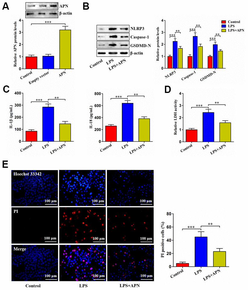 Effects of APN on LPS-induced human NP cell pyroptosis. (A) Human NP cells were incubated with PBS, empty vector or lentiviral vector expressing APN for 24 h. Protein samples were immunoblotted with antibodies against APN or β-actin. (B–E) Human NP cells were treated with PBS or LPS for 12 h, followed by transduction with or without APN-expressing lentivirus for 24 h. (B) The western blot analysis of NLRP3, caspase-1 and GSDMD-N protein expression. (C) ELISA was used to determine IL-1β and IL-18 levels in the cell culture supernatants. (D) Detection of LDH activity in the cell culture supernatants using an LDH assay kit. (E) Representative images of fluorescent staining with Hoechst 33342 (blue) and PI (red) and quantitative analysis of PI positive cells. All data are presented as mean ± SD from three independent experiments. **P P 
