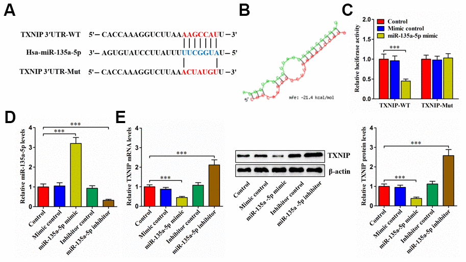 TXNIP is a direct target of miR-135a-5p. (A) Schematic of miR-135a-5p binding site in the 3′UTR of TXNIP mRNA and corresponding mutation. (B) Free energy score predicted by the RNAhybrid database. (C) The luciferase reporter plasmids (TXNIP-WT and TXNIP-Mut) were co-transfected into 293T cells with miR-135a-5p mimic or mimic control for 24 h, followed by measurement of luciferase activity. (D, E) Human NP cells were transfected with miR-135a-5p mimic/inhibitor or their negative controls for 24 h. (D) The qRT-PCR analysis of miR-135a-5p expression. (E) Detection of TXNIP expression using qRT-PCR and western blot. Data represent the mean ± SD from three independent experiments. ***P 