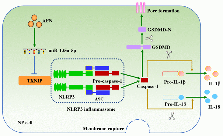 Schematic diagram of APN-induced prevention of human NP cell pyroptosis. APN increases miR-135a-5p levels and then down-regulates TXNIP expression, leading to decreased interaction between TXNIP and NLRP3 in human NP cells stimulated with LPS. Inactivation of the NLRP3 inflammasome inhibits membrane pore formation and subsequent release of IL-1β and IL-18.