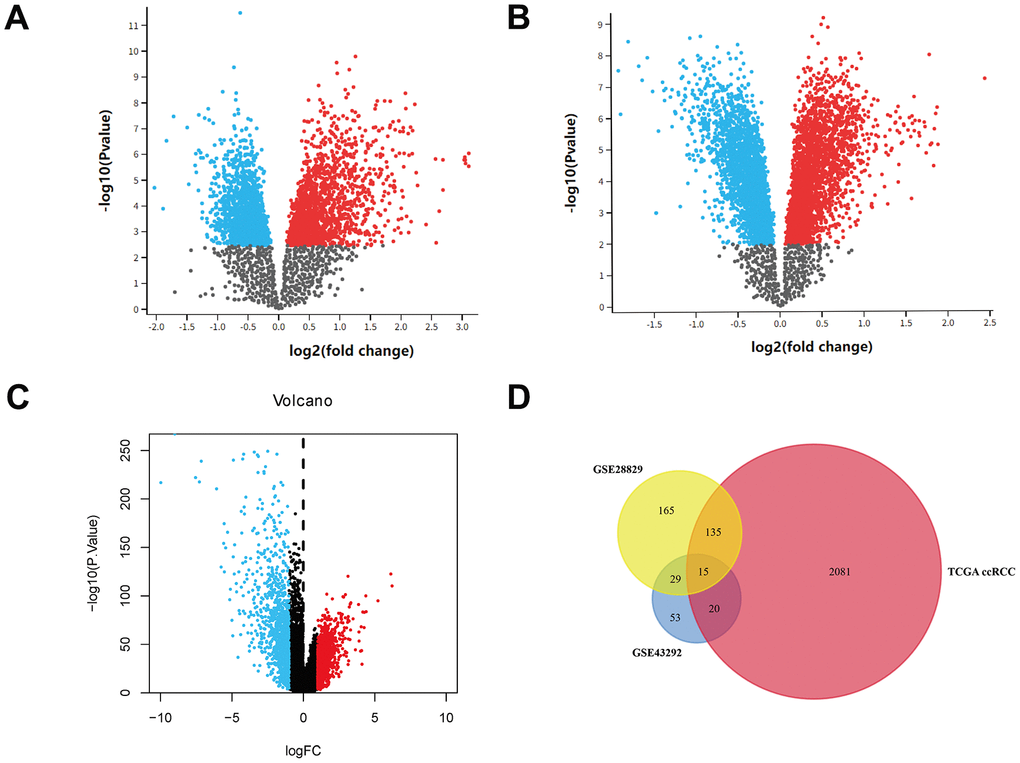 Identification of DEGs. (A) Volcano plot of GSE14762. (B) Volcano plot of GSE53757. (C) Volcano plot of TCGA KIRC dataset. (D) Venn plot of three datasets.