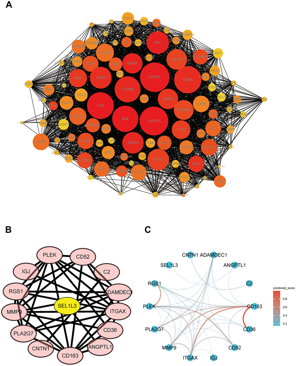 PPI network of DEGs and hub genes. (A) Total DEGs. (B) Protein interaction relationship by Cytoscape. (C) Protein interaction network colored by combine score.