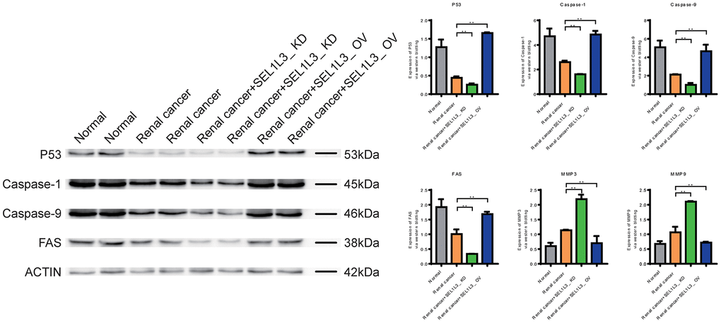 Experimental investigation into the impact of SEL1L3 on cell apoptosis function.