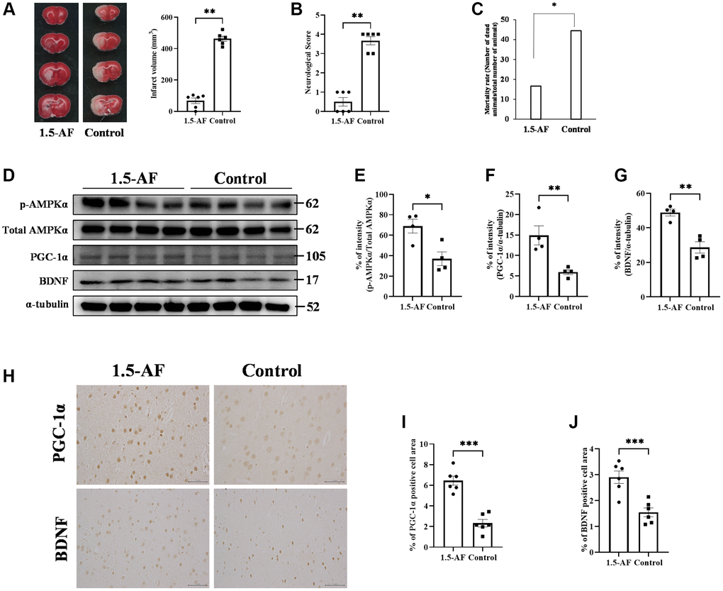 1,5-AF activates pAMPK, decreases infarct volume, and reduces neurological deficits. Representative TTC-stained cerebral sections from 1,5-AF and control rats (A); infarct volume (white region) was smaller in 1,5-AF rats than in control rats (1,5-AF: n = 6, control: n = 6). Neurological scores (1,5-AF: n = 6, control: n = 6) (B) and mortality rate (1,5-AF: n = 6, control: n = 6) (C) after AIS. Neurological scores were better and mortality rate was lower in 1,5-AF rats than in control rats. Immunoblotting results after AIS (1,5-AF: n = 4, control: n = 4) (D). Semiquantitative analysis of immunoblots revealed that protein levels of pAMPK (E), PGC-1α (F), and BDNF (G) were higher in 1,5-AF rats than in control rats. Photomicrographs of PGC-1α and BDNF immunoreactivities (1,5-AF: n = 6, control: n = 6) (H). PGC-1α (I) and BDNF (J) expression was higher in 1,5-AF rats than in control rats. Data are shown as the mean ± standard error. *p **p ***p 