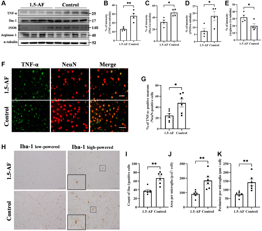 1.5-AF inhibits inflammatory cytokines and microglial activation in an AIS model. Immunoblotting results after AIS (1,5-AF: n = 4, control: n = 4) (A). Semiquantitative analysis of immunoblots revealed that protein levels of TNF-α (B), Iba1 (C), and iNOS (D) were lower in 1,5-AF rats than in control rats. The protein level of arginase-1 (E) was higher in 1,5-AF rats than in control rats. Fluorescent double-stained images of TNF-α and NeuN (neurons) in the penumbra region (1,5-AF: n = 6, control: n = 6) (F). The percentage of NeuN cells co-stained with TNF-α was lower in 1,5-AF rats than in control rats (G). Photomicrographs of Iba1 immunoreactivity (1,5-AF: n = 6, control: n = 6) (H). There were fewer activated microglia in 1,5-AF rats than in control rats (I). Both the area (J) and perimeter diameter (K) of activated microglia were smaller in 1,5-AF rats than in control rats. Data are shown as the mean ± standard error. *p **p ***p F) 30 μm, (H) Iba1 low-powered: 100 μm, Iba1 high-powered: 50 μm. Abbreviations: 1,5-AF: 1,5-anhydro-D-fructose; AIS: acute ischemic stroke; Iba1: allograft inflammatory factor 1; iNOS: inducible nitric oxide synthase; TNF-α: tumor necrosis factor-α.