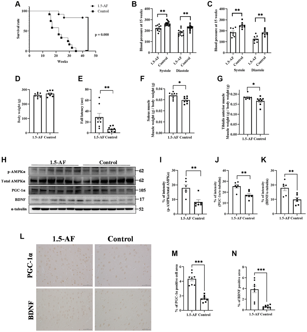 1,5-AF activates pAMPK/PGC-1α/BDNF pathway and prolongs survival in high-salt-water SHRSPs. Kaplan–Meier survival curves in 1,5-AF and control rats, according to log-rank test (A) (1,5-AF: n = 12, control: n = 12). 1,5-AF treatment reduced mortality. Blood pressure at 15 weeks in rats used for survival analysis (B) (1,5-AF: n = 12, control: n = 12) and in rats used for tissue collection (C) (1,5-AF: n = 8, control: n = 8). Blood pressure at 15 weeks of age was consistently lower in 1,5-AF rats than in control rats. Body weight (D) (1,5-AF: n = 12, control: n = 12), rotarod test results (E) (1,5-AF: n = 12, control: n = 12), soleus muscle weight (F) (1,5-AF: n = 12, control: n = 12), and tibialis anterior muscle weight (G) (1,5-AF: n = 12, control: n = 12). Body weight did not differ between groups. Rotarod tests revealed greater walking time in 1,5-AF rats. Soleus and tibialis anterior muscle weights were lower in control rats than in 1,5-AF rats. Immunoblot analysis (H) revealed that protein levels of pAMPK (I), PGC-1α (J), and BDNF (K) were higher in 1,5-AF rats than in control rats (1,5-AF: n = 6, control: n = 6). Photomicrographs of PGC-1α and BDNF immunoreactivity (1,5-AF: n = 8, control: n = 8) (L). PGC-1α (M) and BDNF (N) expression was greater in 1,5-AF rats than in control rats. Data are shown as the mean ± standard error. *p **p ***p 