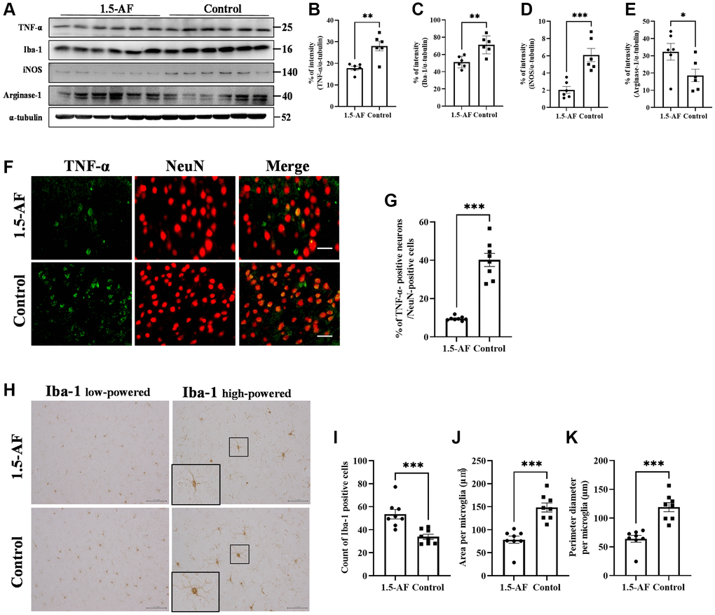 1.5-AF inhibits inflammatory cytokines and microglial activation in high-salt-water SHRSPs. Immunoblot analysis (A) revealed that protein levels of TNF-α (B), Iba1 (C), and iNOS (D) were lower in 1,5-AF rats than in control rats. The protein level of arginase-1 (E) was higher in 1,5-AF rats than in control rats (1,5-AF: n = 6, control: n = 6). Fluorescent double-stained images of TNF-α and NeuN (neurons) in the motor cortex (1,5-AF: n = 8, control: n = 8) (F). The percentage of NeuN cells that were co-stained with TNF-α was lower in 1,5-AF rats than in control rats (G). Photomicrographs of Iba1 immunoreactivity (1,5-AF: n = 8, control: n = 8) (H). There were fewer activated microglia in 1,5-AF rats than in control rats (I). Both the area (J) and perimeter (K) of activated microglia were smaller in 1,5-AF rats than in control rats. Data are shown as the mean ± standard error. *p **p ***p F) 30 μm, (H) Iba1 low-powered: 100 μm, Iba1 high-powered: 50 μm. Abbreviations: 1,5-AF: 1,5-anhydro-D-fructose; Iba1: allograft inflammatory factor 1; iNOS: inducible nitric oxide synthase; SHRSPs: stroke-prone spontaneously hypertensive rats; TNF-α: tumor necrosis factor-α.