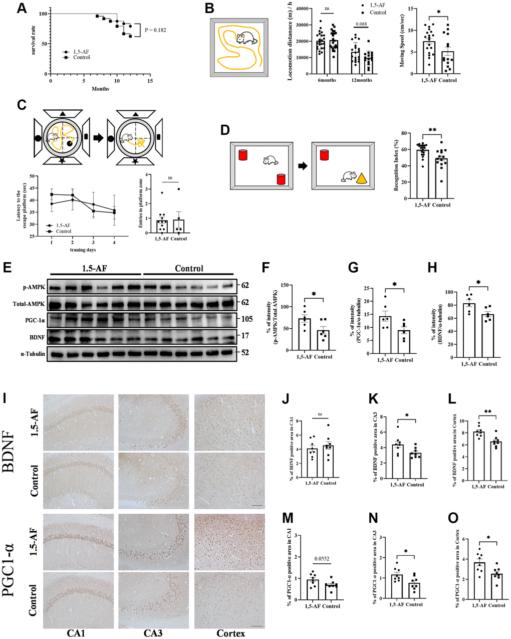 1,5-AF activates pAMPK/PGC-1α/BDNF pathway in SAMP8 mice to maintain activity and cognitive function. Kaplan–Meier survival curves in 1,5-AF and control mice, according to log-rank test (A); survival did not significantly differ between groups (p = 0.18) (1,5-AF: n = 19, control: n = 14). Open field test revealed greater locomotor activity and movement speed per unit time in 1,5-AF mice than in control mice (B) (1,5-AF: n = 19, control: n = 15). Morris water maze analysis showed no significant differences between groups in time to reach the platform or number of platform crossings (C) (1,5-AF: n = 11, control: n = 6). Novel object recognition test revealed higher orientation to a novel object in 1,5-AF mice (D) (1,5-AF: n = 19, control: n = 15). Immunoblot analysis (E) revealed that protein levels of pAMPK (F), PGC-1α (G), and BDNF (H) were higher in 1,5-AF mice than in control mice (1,5-AF: n = 6, control: n = 6). Representative image of BDNF and PGC1-α staining in the cortex and hippocampal CA1 and CA3 regions (I). BDNF immunoreactivity in the CA3 (J) and cortex (K) was higher in 1,5-AF mice than in control mice, whereas immunoreactivity in the CA1 (L) did not differ (1,5-AF: n = 6, control: n = 6). PGC1-α immunoreactivity in the CA3 (M) and cortex (N) was also higher in 1,5-AF mice than in control mice, whereas immunoreactivity in the CA1 (O) did not differ (1,5-AF: n = 6, control: n = 6). Data are shown as the mean ± standard error. *p **p I). Abbreviations: 1,5-AF: 1,5-anhydro-D-fructose; BDNF: brain-derived neurotrophic factor; pAMPK: phosphorylated 5′-adenosine monophosphate-activated protein kinase; PGC-1α: peroxisome proliferator-activated receptor-γ co-activator-1α; SAMP8: senescence-accelerated mouse-prone 8.