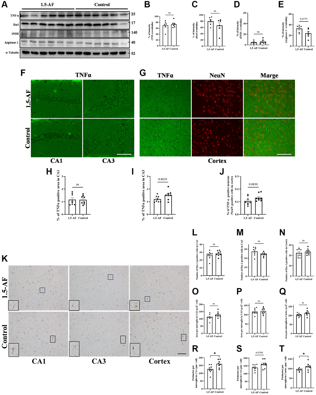 Effect of 1.5-AF on brain inflammation in SAMP8 mice. Immunoblot analysis (A) revealed that protein levels of TNF-α (B), Iba1 (C), iNOS (D), and arginase-1 (E) were not significantly different between 1,5-AF and control mice (1,5-AF: n = 6, control: n = 6). TNF-α staining in the hippocampal CA1 and CA3 regions (F). Co-stained images of NeuN (neurons; red) and TNF-α (green) in the Cortex (G). In all regions, TNF-α expression did not differ significantly between the two groups (H–J) (1,5-AF: n = 6, control: n = 6). Similarly, when analyzing the Iba1 staining of the cortex and hippocampal CA1 and CA3 regions (K); the number (L–N), and cell size (O–Q) of Iba1-positive microglia did not significantly differ between 1,5-AF and control mice. In contrast, microglial perimeters (PE) were significantly smaller in CA1 (R), unchanged in CA3 (S), and smaller in Cortex (T) at 1,5-AF mice compared to Control mice. (1,5-AF: n = 6, control: n = 6). Data are shown as the mean ± standard error. *p F, G, K). Abbreviations: 1,5-AF: 1,5-anhydro-D-fructose; Iba1: allograft inflammatory factor 1; iNOS: inducible nitric oxide synthase; SAMP8: senescence-accelerated mouse-prone 8; TNF-α: tumor necrosis factor-α.