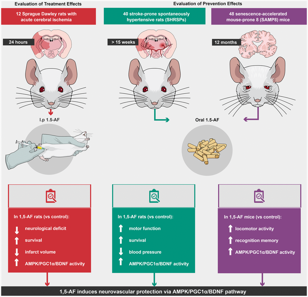 Schema of various effects and identical mechanisms of 1,5-AF in models of aging-associated brain diseases. Abbreviations: 1,5-AF: 1,5-anhydro-D-fructose; AMPK: 5′-adenosine monophosphate-activated protein kinase; BDNF: brain-derived neurotrophic factor; PGC-1: peroxisome proliferator-activated receptor-γ co-activator-1.