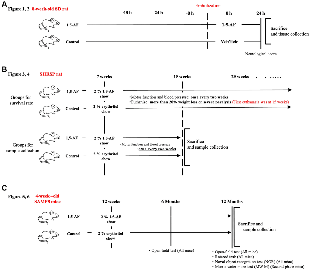 Overview of experimental protocols. (A) Sprague–Dawley rats were used to show effects of intraperitoneal 1,5-AF on thrombotic stroke. (B) SHRSPs were used to show effects of oral 1,5-AF on hypertension-related spontaneous stroke. (C) SAMP8 mice were used to show effects of oral 1,5-AF on aging-associated brain diseases. Abbreviations: 1,5-AF: 1,5-anhydro-D-fructose; SAMP8: senescence-accelerated mouse-prone 8; SHRSPs: stroke-prone spontaneously hypertensive rats.