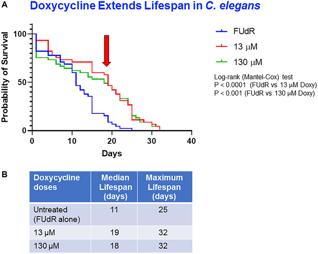 Doxycycline extends lifespan of C. elegans. (A) Survival curves of worms treated with different concentrations of doxycycline: control (FUdR alone) (blue), 13 μM doxycycline (red) and 130 μM doxycycline (green). Statistical analysis was performed using Log-rank (Mantel-Cox), ****p ***p B) Median survival and maximal lifespan are represented. Experiments were carried out in triplicate, with 15 worms for each replicate.
