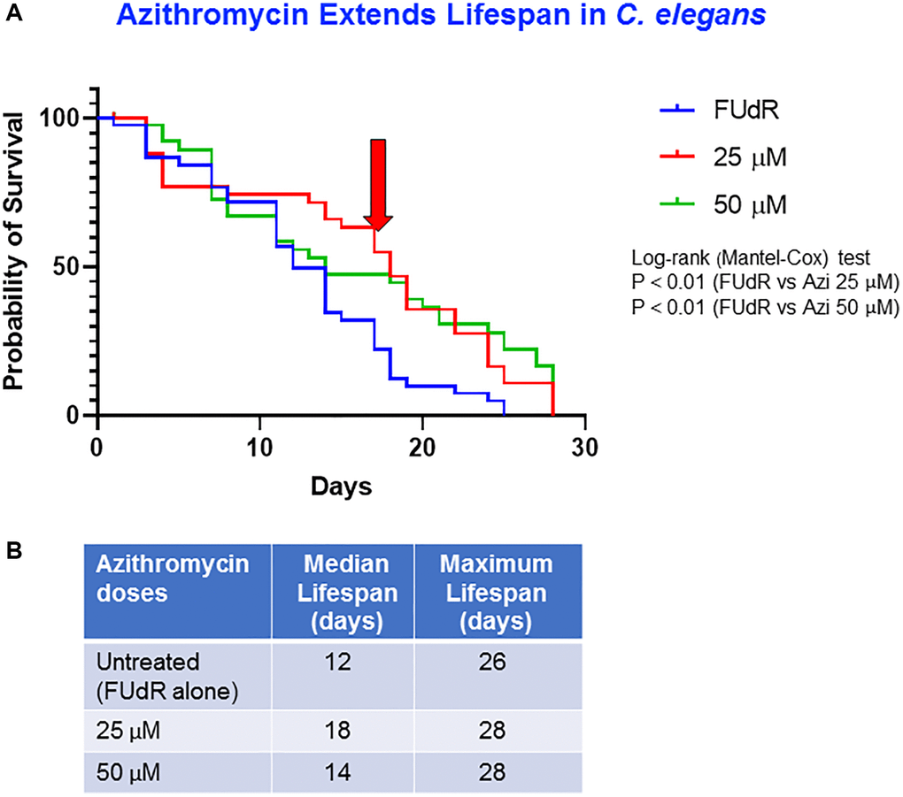 Azithromycin extends lifespan. (A) Survival curves at different concentrations of azithromycin: untreated control (FUdR-only) (blue), 25 μM (red) and 50 μM (green) AZI. Statistical analysis was performed using Log-rank (Mantel-Cox), **p B) Median survival and maximal lifespan are represented. Experiments were carried out in triplicate, with 15 worms for each replicate.