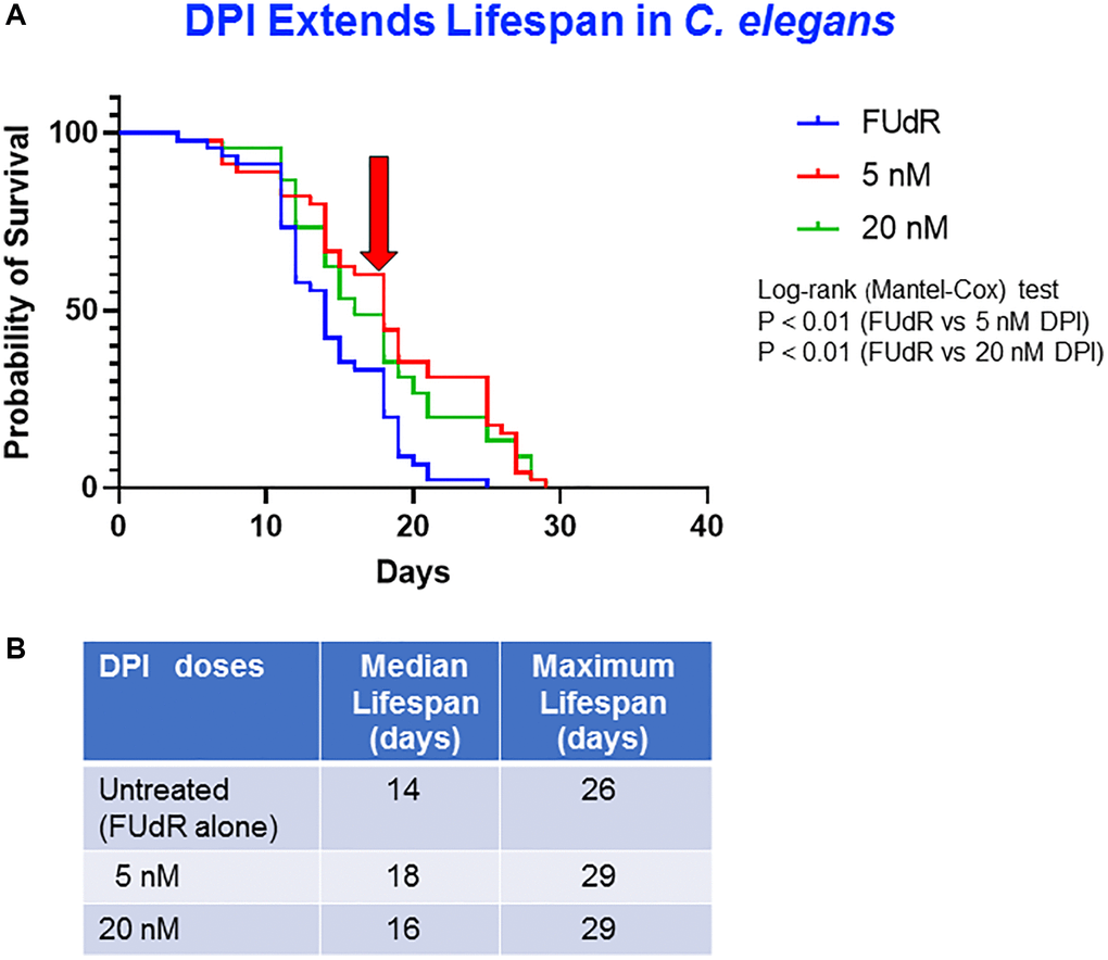 DPI extends lifespan of C. elegans. (A) Survival curves at different concentrations of DPI: untreated control (FUdR alone) (blue), 5 nM (red) and 20 nM (green). Statistical analysis was performed using Log-rank (Mantel-Cox), **p B) Median survival and maximal lifespan are represented. Experiments were carried out in triplicate with 15 worms for each replicate.