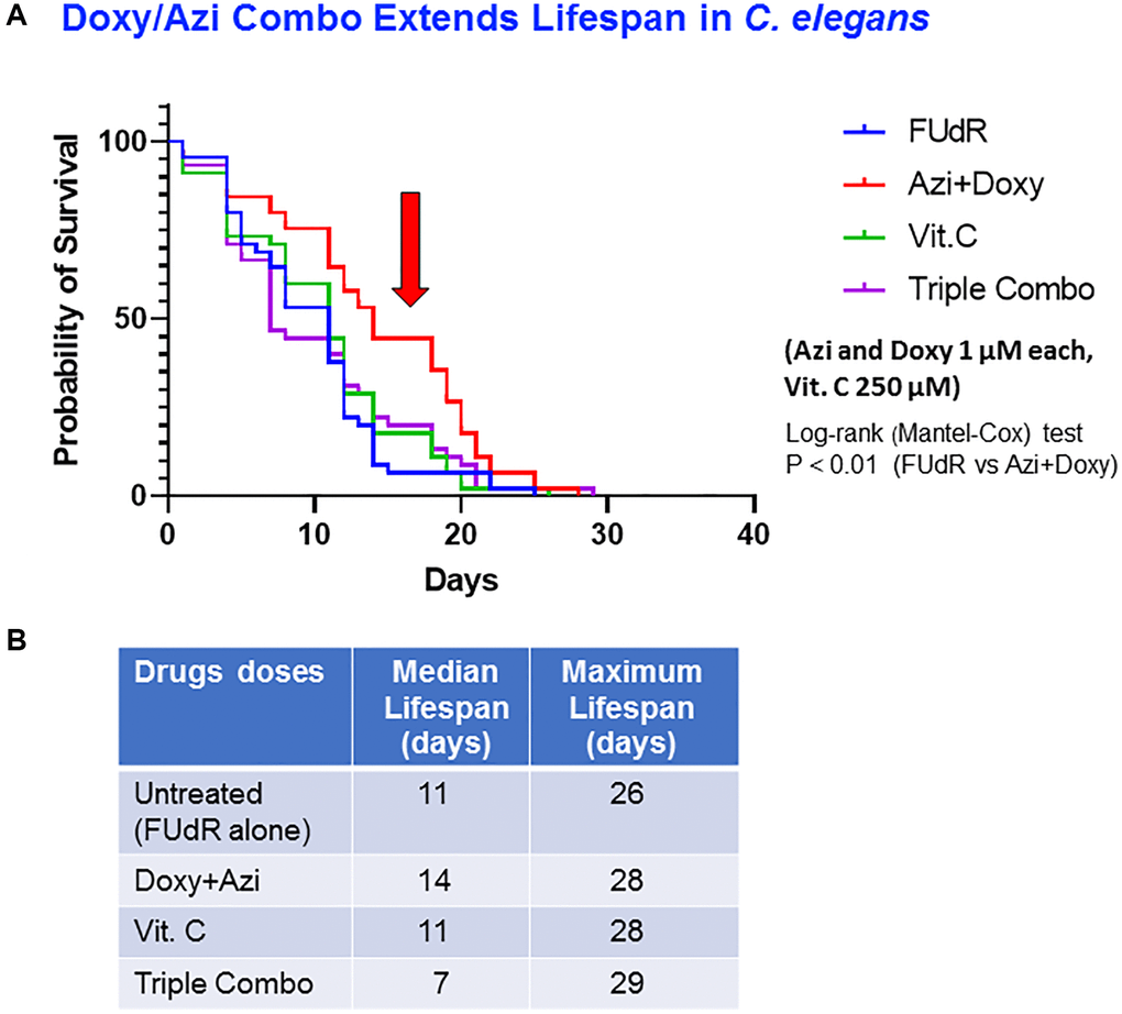 A double combination, of doxycycline plus azithromycin, extends life span of C. elegans. (A) Survival curve at different concentrations of antibiotics: untreated control (FUdR-only) (blue), Azi plus Doxy (1 μM each) (red), vitamin C alone (250 μM) (green) and triple combination (Azi plus Doxy plus vitamin C) (purple). Statistical analysis was performed using Log-rank (Mantel-Cox), **p B) Median survival and maximal lifespan are represented. Experiments were performed in triplicate, with 15 worms for each replicate.