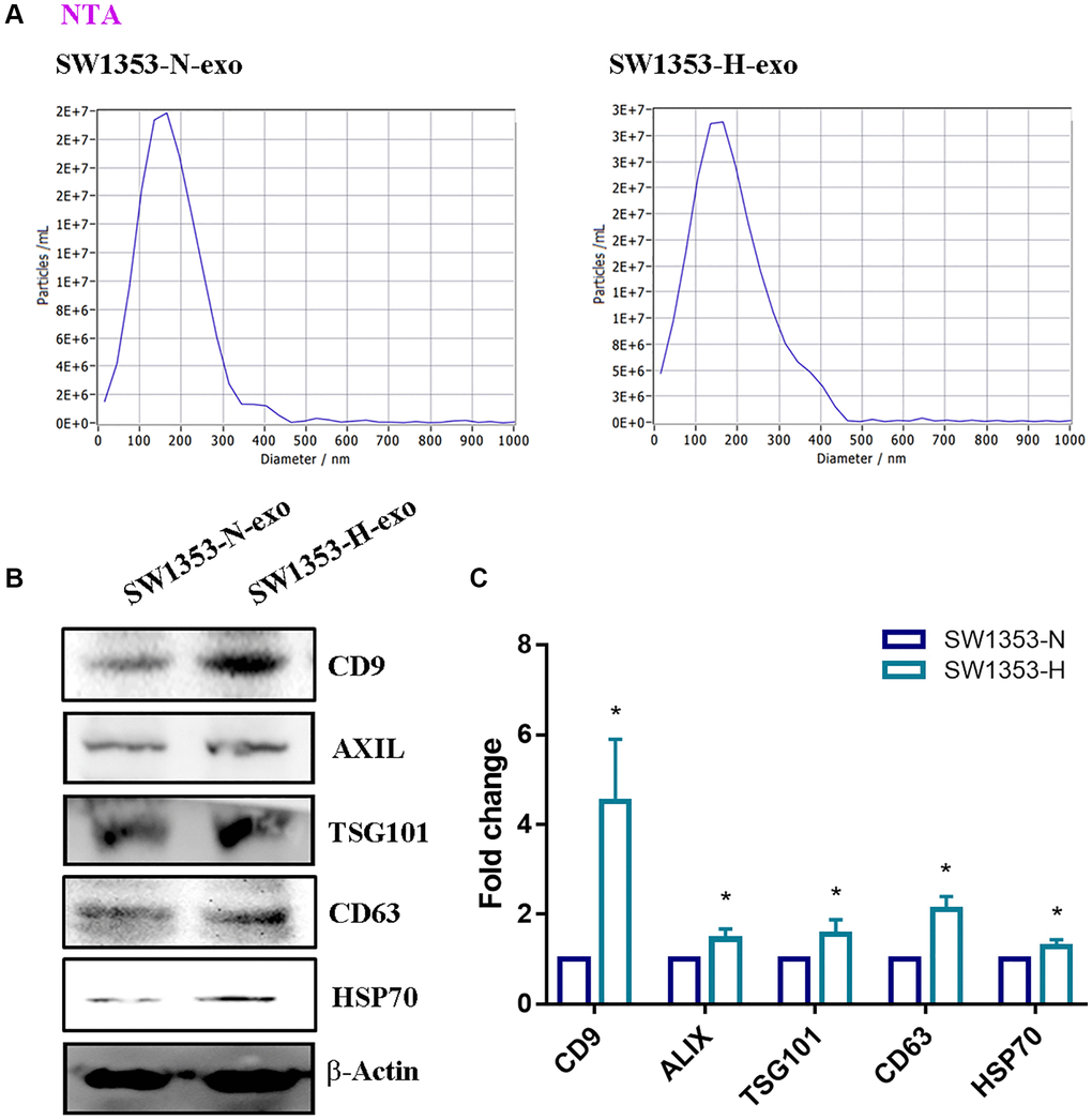 Isolation of exosomes derived from chondrosarcoma cells. (A) Identical concentrations of SW1353 cells were seeded under normoxic (O2 = 20%) and hypoxic (O2 = 1%) conditions for 48 h. Exosome (SW1353-N-exo and SW1353-H-exo) size was the characterization of exosomes by Nanoparticle Tracking Analysis (NTA). (B, C) Western blot analysis for exosomal proteins CD9, ALIX, TSG101, CD63, HSP70. All replicate number ≧ 3. *p 