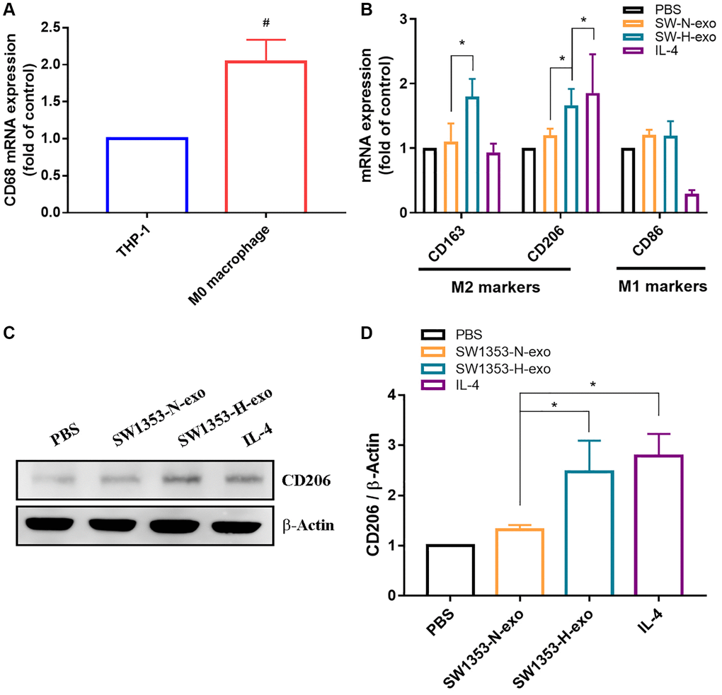 Hypoxia promotes exosome secretion from chondrosarcoma cells that induce the polarization of M2 macrophages. (A) qRT-PCR was used to detect the expression of CD68 (macrophage marker). (B) Macrophages were treated with SW1353-N-exo, SW1353-H-exo, or control (PBS and IL-4). After 48 h, qRT-PCR was applied using primers for M2 surface markers (CD163 and CD206) and an M1 surface marker (CD86). The group treated with IL-4 was used as a positive control. (C, D) Western blot analysis was used to detect the expression of M2 surface marker CD206. All replicate number ≧ 3. #p *p 