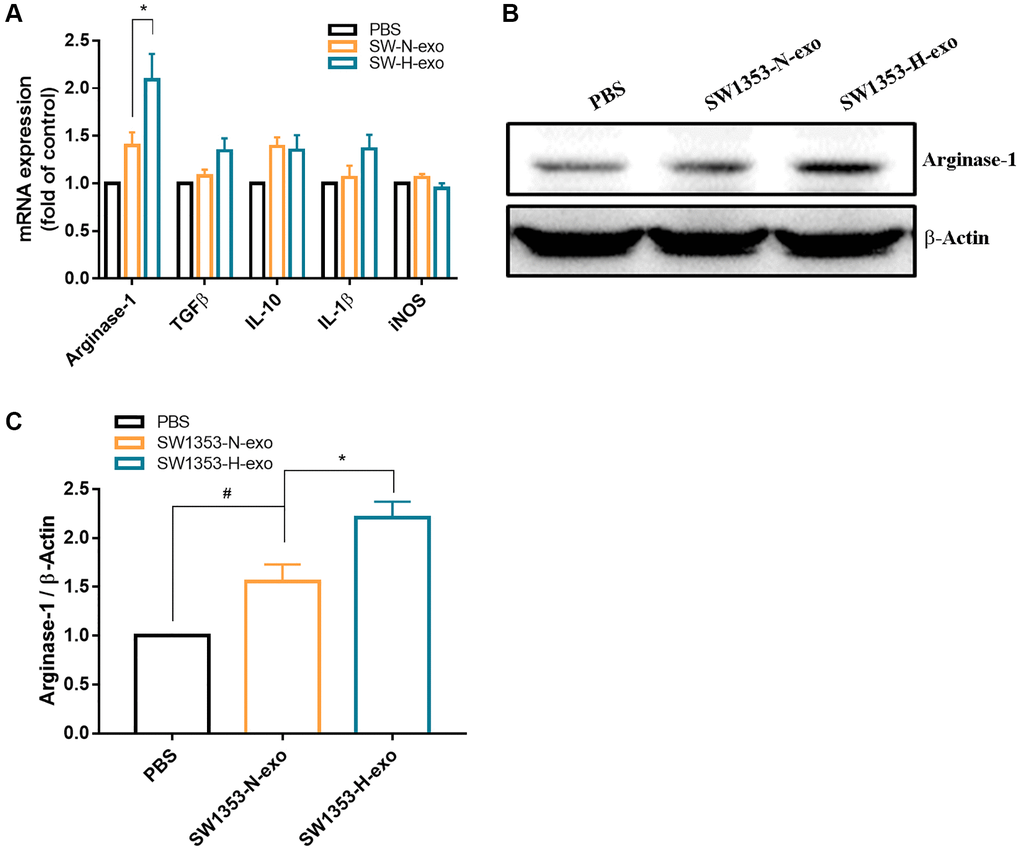 Hypoxia promotes exosome secretion from chondrosarcoma cells that induce M2 macrophage expression arginase-1 protein. (A) Macrophages were treated with SW1353-N-exo, SW1353-H-exo, or control (PBS). After 48 h, macrophage markers, including intracellular markers and cytokines (arginase-1, TGF-β, IL-10, IL-1β, iNOS), were detected by qRT-PCR. (B, C) Western blot analysis was used to detect the expression of the M2 intracellular marker arginase-1. All replicate number ≧ 3. #p *p 