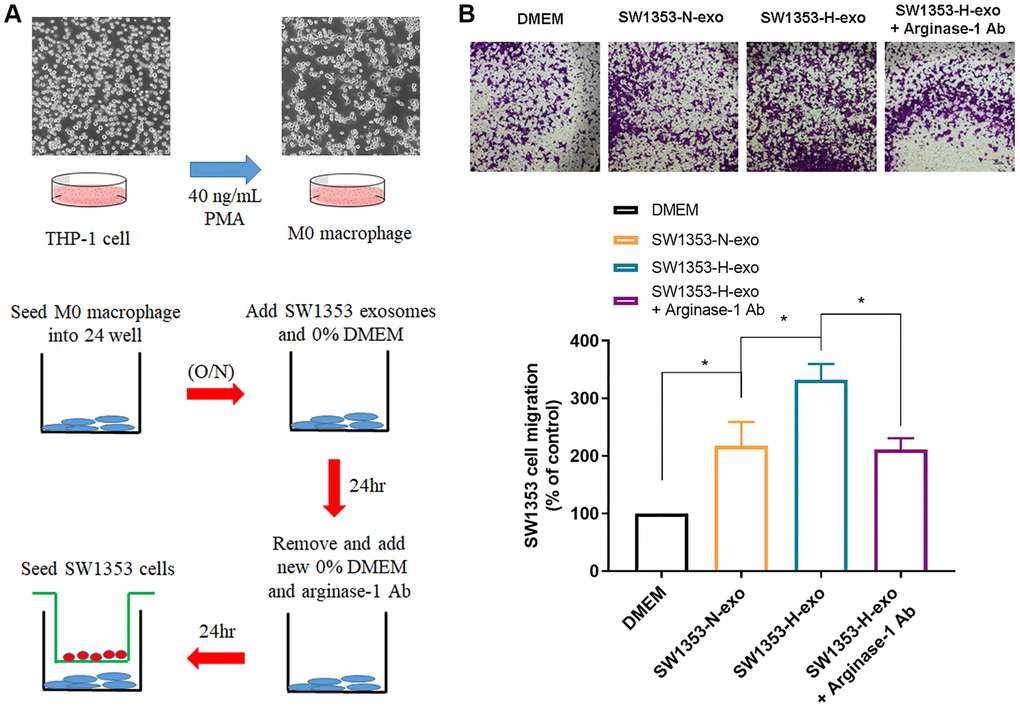 M2 macrophages polarized by hypoxic exosomes promote the migration of chondrosarcoma cells. (A) Schematic illustration of the in vitro indirect co-culture system. (B) The in vitro Transwell co-culture system determined the migratory capacity of chondrosarcoma cells (SW1353) co-cultured with exosome-treated macrophages. Representative photographs of migratory cells on the membrane are shown as morphometric analyses of migratory cells. All replicate number ≧ 3. #p *p 