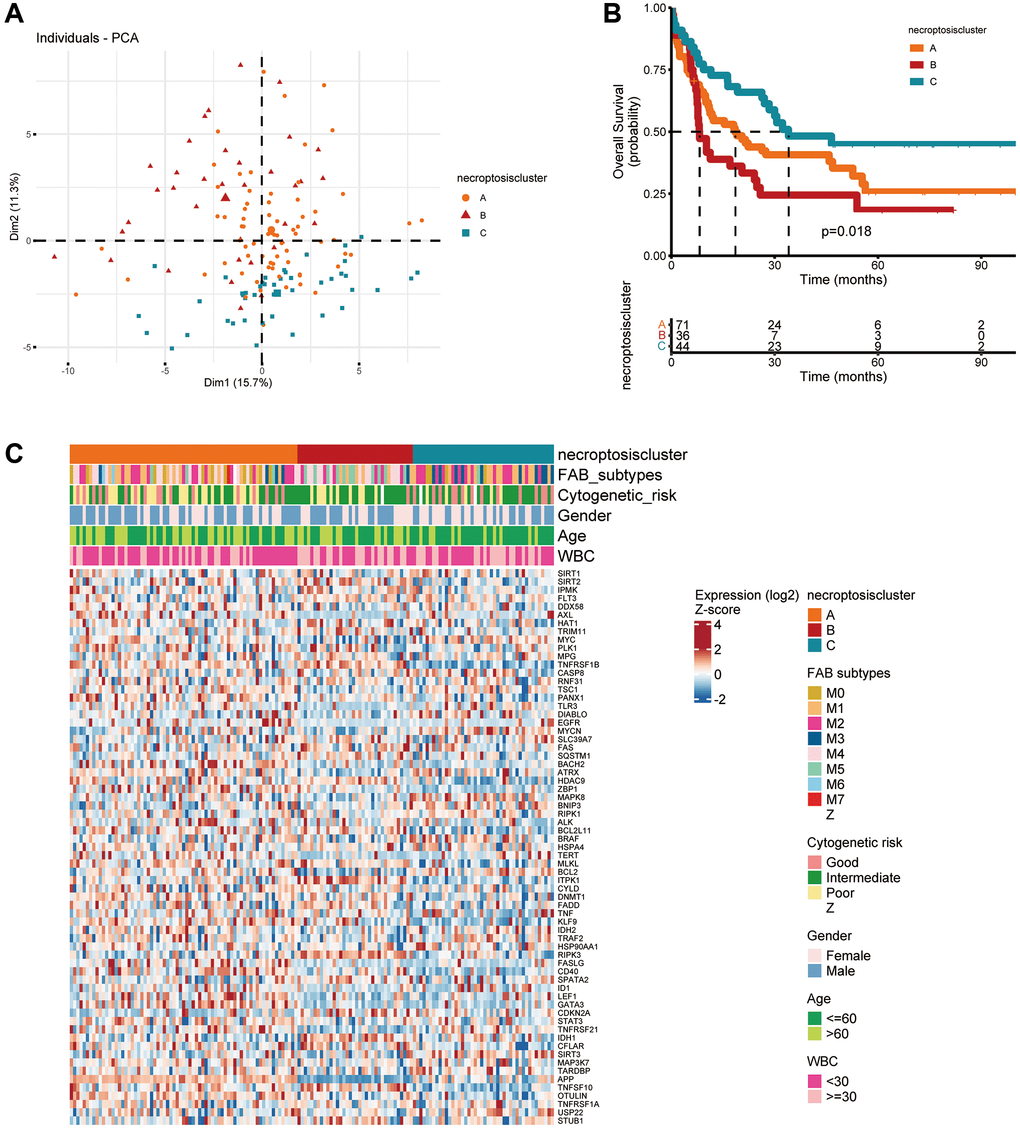 Subtypes of necroptosis-related genes and their clinicopathological and biological characteristics in AML. (A) PCA of transcriptomes among the three identified clusters. (B) Kaplan–Meier curves showing overall survival for the three necroptosis clusters. (C) Clinicopathological characteristics and expression of necroptosis-related genes among the three necroptosis clusters.