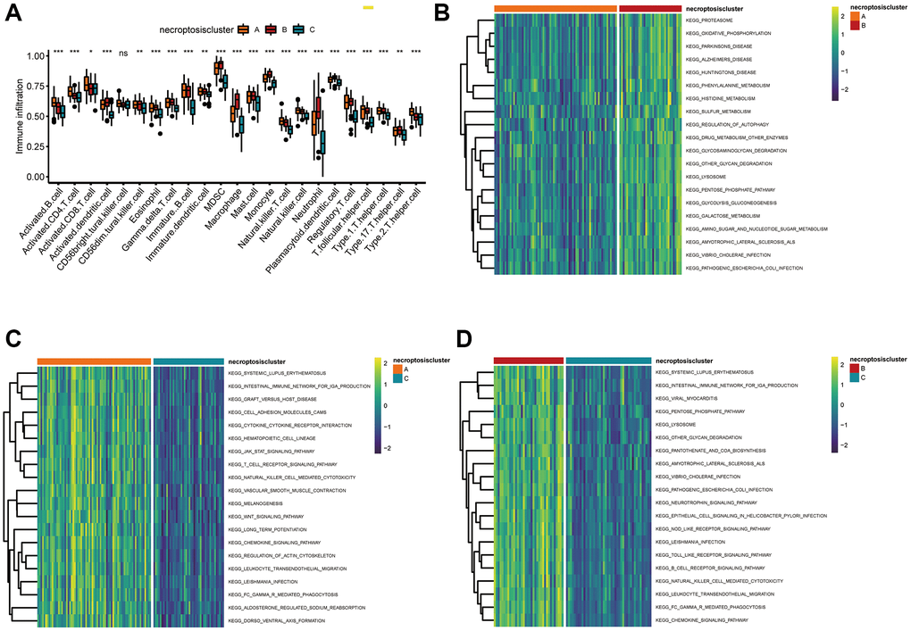 Correlations between the TME and three necroptosis clusters. (A) Analyses of tumor-infiltrating immune cells in the three necroptosis clusters. *P **P ***P B–D) Heatmap of the enrichment analyses in three necroptosis clusters using the GSVA package. (B) Cluster A vs. cluster B; (C) cluster A vs. cluster C; (D) cluster B vs. cluster C. 