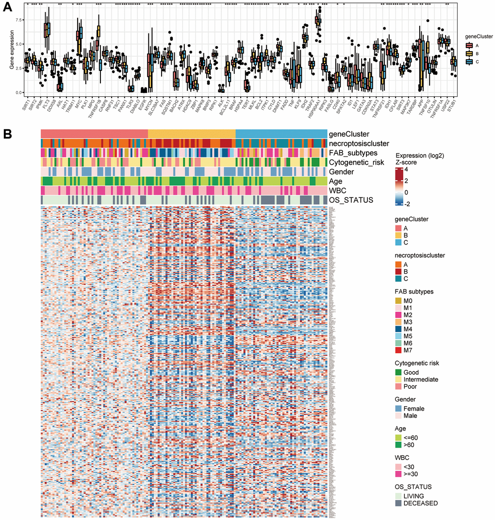 Correlations between the TME and three gene clusters. (A) Gene expression of 67 necroptosis-related genes among the three gene clusters. (B) Association of clinicopathologic features with the three gene clusters.