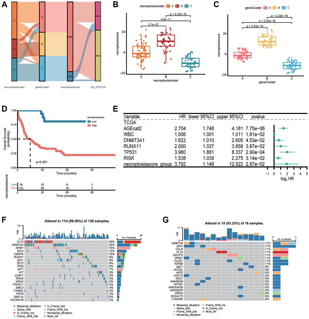 Construction of a necroptosis score and its clinical relevance. (A) Alluvial plot depicting subtype distributions in groups with different necroptosis clusters, gene clusters, necroptosis score, and overall survival. (B) Differences in the necroptosis score between three necroptosis clusters. (C) Differences in the necroptosis score between three gene clusters. (D) Kaplan–Meier survival analysis of groups with a high necroptosis score or low necroptosis score (P E) Multivariate Cox regression analyses of the overall survival of AML patients. (F, G) “Waterfall” plot of somatic mutation features in groups with the high necroptosis score (F) or low necroptosis score (G).